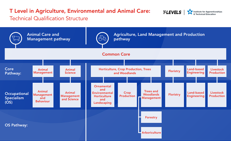 T Levels AEAC pathway diagram image